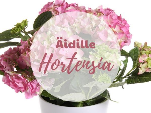 Terassihortensia